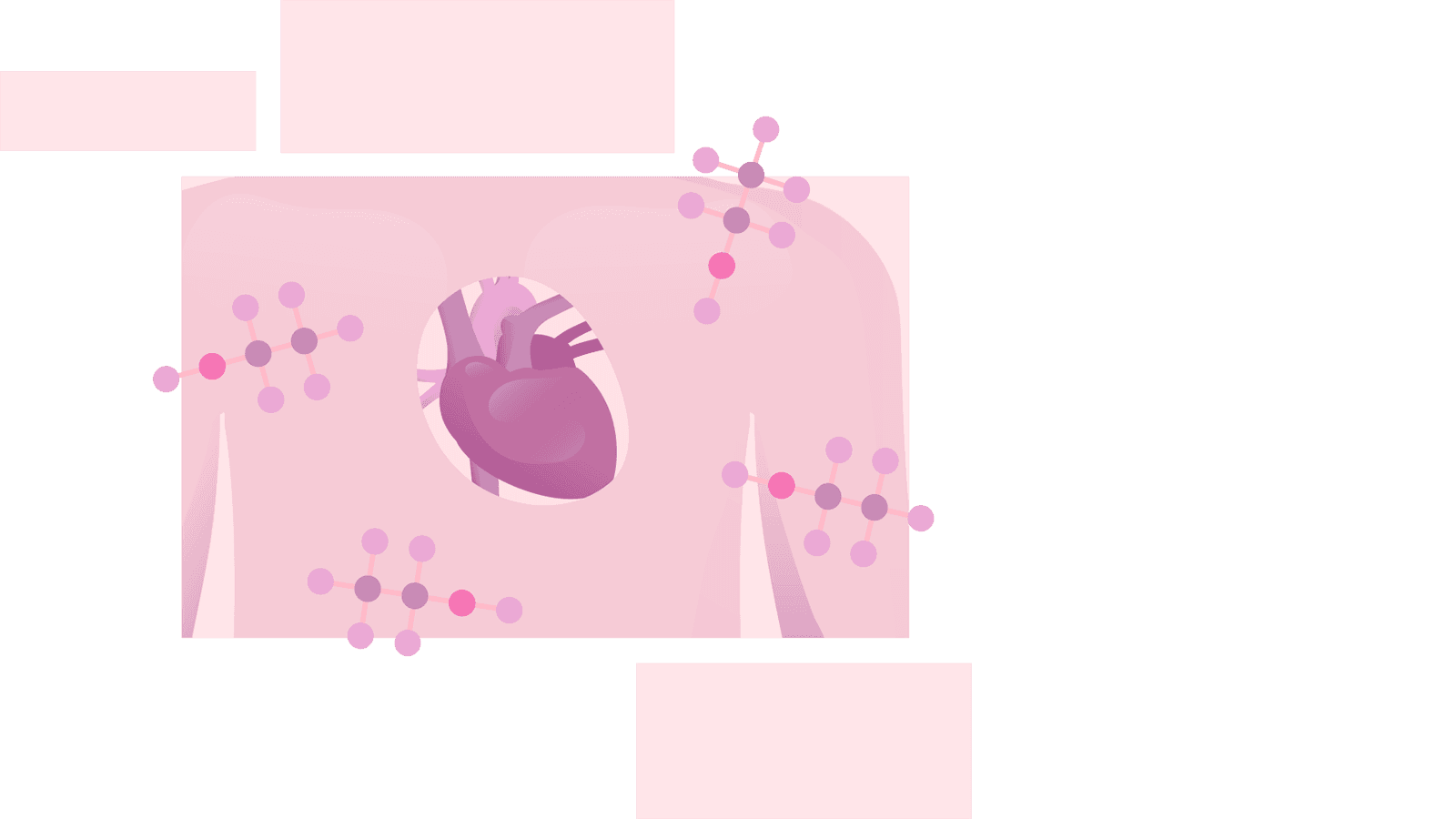 Illustration of a human torso with the heart exposed
